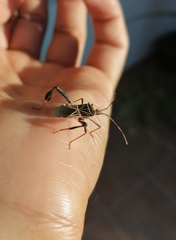Leptoglossus lineosus