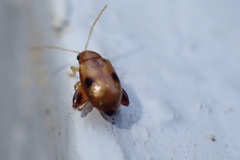 Longitarsus bimaculatus