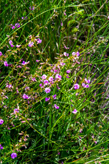 Tephrosia polystachya polystachya