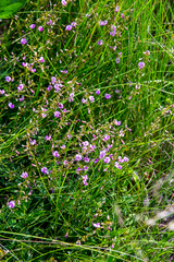 Tephrosia polystachya polystachya