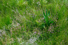 Tephrosia polystachya polystachya