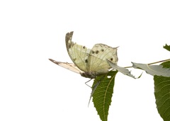 Protogoniomorpha parhassus