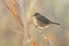 Acrocephalus agricola