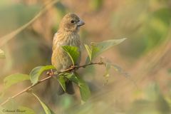 Carpodacus erythrinus