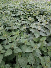 Urtica dioica
