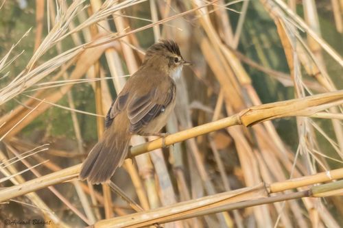Paddyfield Warbler, photo 9 of 9