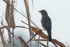 Emberiza melanocephala
