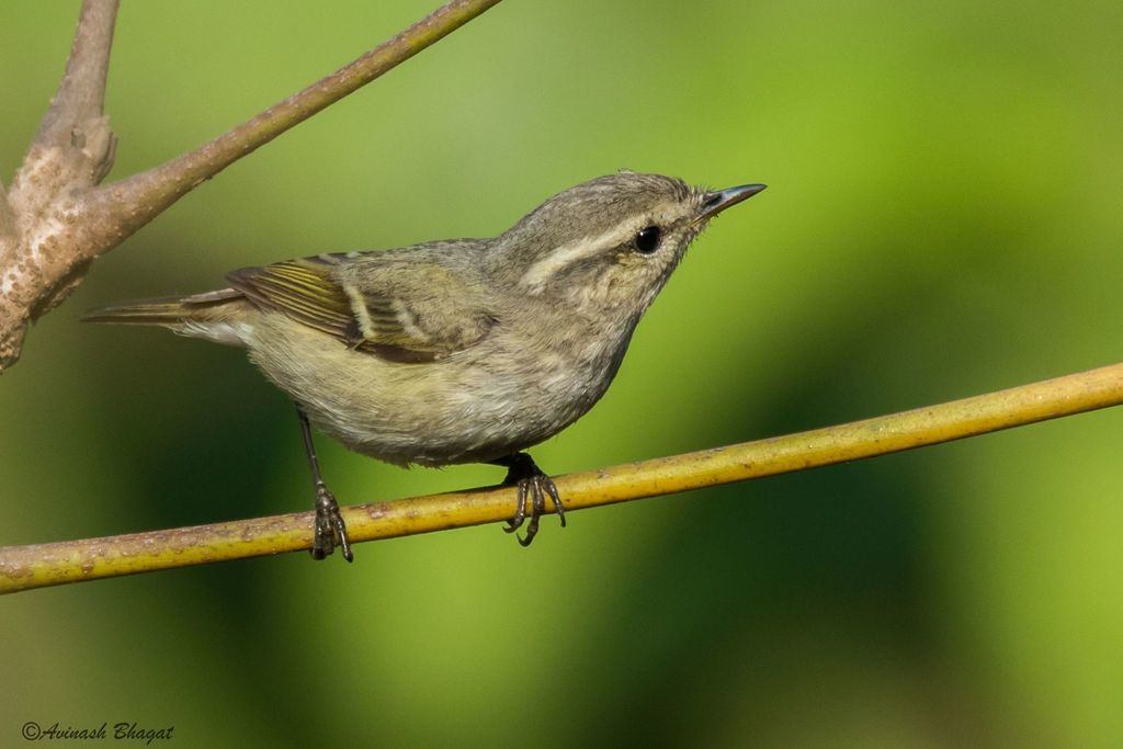 Hume's Warbler photo