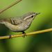 Hume's Warbler - Photo (c) Avinash Bhagat, some rights reserved (CC BY-NC), uploaded by Avinash Bhagat
