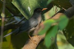 Turdus simillimus