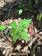 Arisaema quinatum