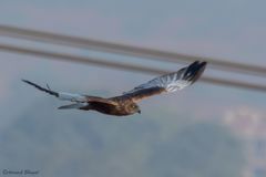 Circus aeruginosus