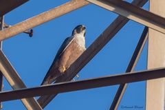 Falco peregrinus peregrinator