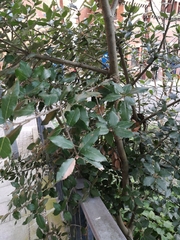 Ilex aquifolium