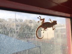 Ptyodactylus guttatus