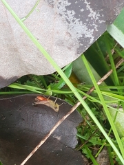 Amblytropidia trinitatis