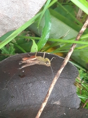 Amblytropidia trinitatis