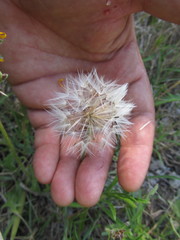 Hypochaeris megapotamica
