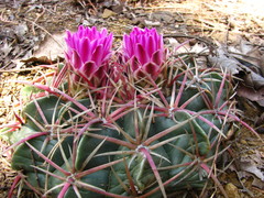 Ferocactus macrodiscus macrodiscus