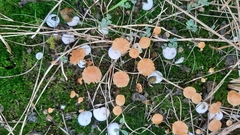 Galerina graminea