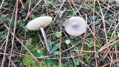 Melanoleuca friesii