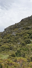 Haliaeetus vocifer