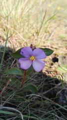Argyrella phaeotricha