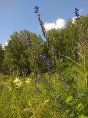 Delphinium retropilosum