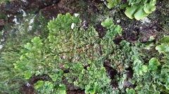 Ricasolia virens