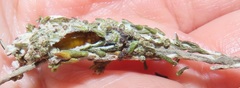 Blepharucha