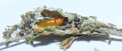 Blepharucha