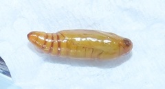 Blepharucha