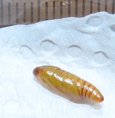 Blepharucha