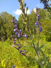 Delphinium retropilosum