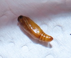 Blepharucha