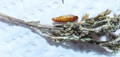 Blepharucha