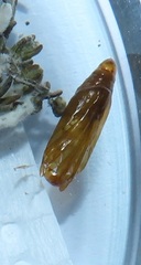 Blepharucha