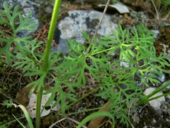 Ranunculus millefoliatus