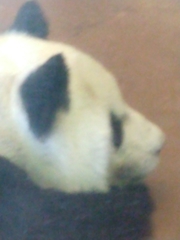 Ailuropoda melanoleuca