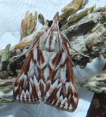 Blepharucha zaide
