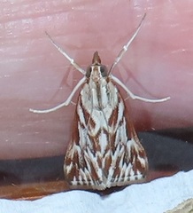 Blepharucha zaide