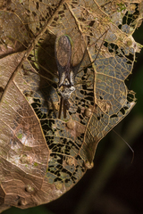 Heza leucothorax