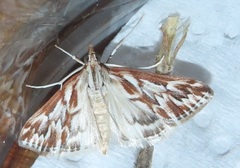 Blepharucha zaide