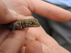 Tropidurus etheridgei