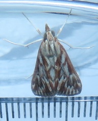 Blepharucha zaide