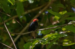 Ceratopipra rubrocapilla