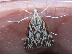 Blepharucha zaide