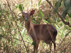 Nesotragus moschatus