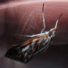 Blepharucha zaide