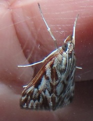 Blepharucha zaide